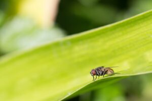 MOSCA DEL ESTABLO » Enfermedades y cómo controlarla