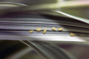 PELIGROS DE LOS PULGONES » Daños y riesgos que causan