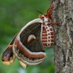 POLILLAS » Tipos, Hábitat, Cómo Eliminarlas y Remedios INSECTICIDAS PARA ELIMINAR LAS POLILLAS » Tratamiento orgánico y químico