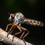 PICADURAS DE MOSQUITOS » Consecuencias y tratamiento