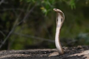 COBRA FILIPINA » Descripción, Hábitat y Dieta