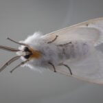 POLILLAS » Tipos, Hábitat, Cómo Eliminarlas y Remedios polillas. Foto por Malcolm Baskerville Unsplash