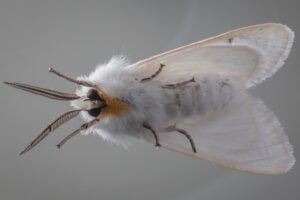 polillas. Foto por Malcolm Baskerville Unsplash