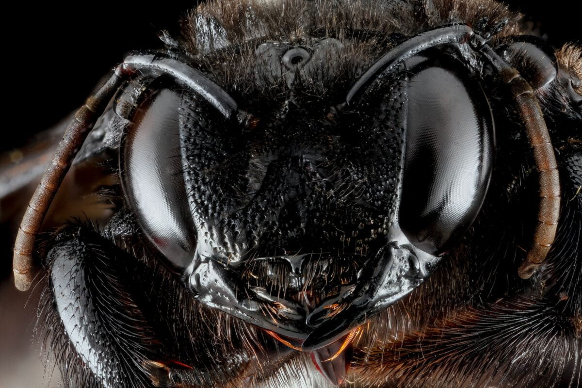 AVISPÓN JAPONÉS » Características, hábitat, comportamiento y más