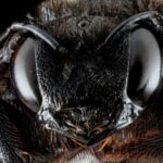 AVISPÓN JAPONÉS » Características, hábitat, comportamiento y más