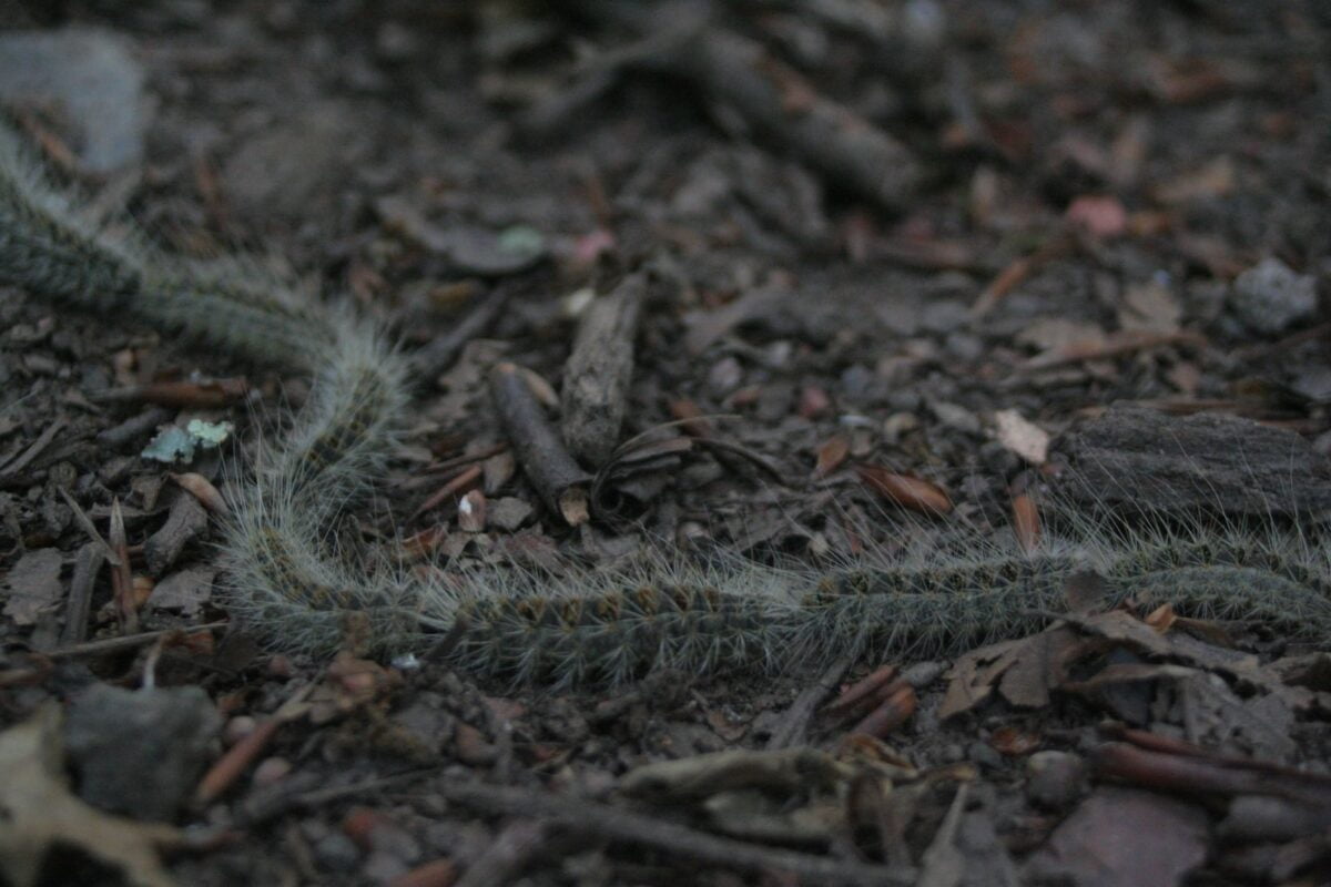 TIPOS DE PROCESIONARIA » Formas de eliminarla