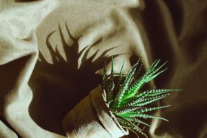PICADURAS DE PROCESIONARIA » Tratamiento y síntomas