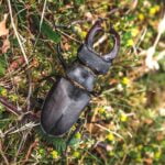 ESCARABAJOS » Tipos, Peligro Mordedura y Remedios TIPOS DE ESCARABAJOS » Reproducción, hábitat y alimentación