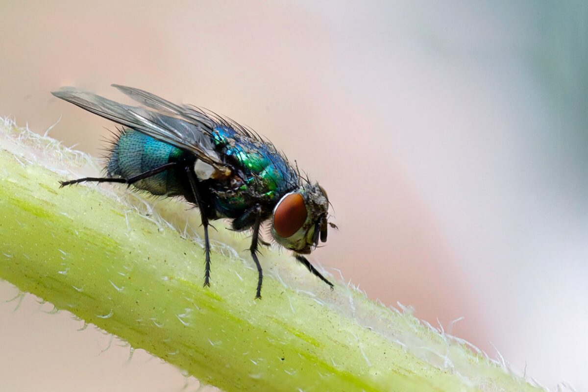 MOSCA AZUL » Características, enfermedades y formas de eliminarlas