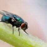 MOSCA AZUL » Características, enfermedades y formas de eliminarlas