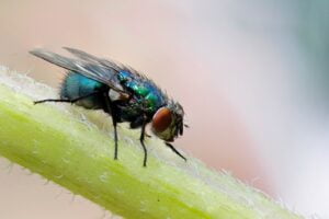 MOSCA AZUL » Características, enfermedades y formas de eliminarlas