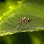 TIPOS DE MOSQUITOS » Clasificados según sus características