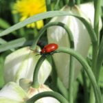 ESCARABAJOS » Tipos, Peligro Mordedura y Remedios ESCARABAJO ROJO » Características, hábitat y alimentación