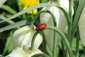 ESCARABAJO ROJO » Características, hábitat y alimentación
