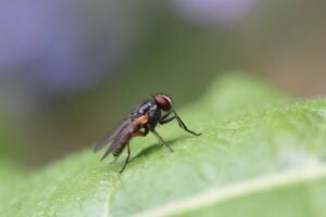 Mosca Doméstica