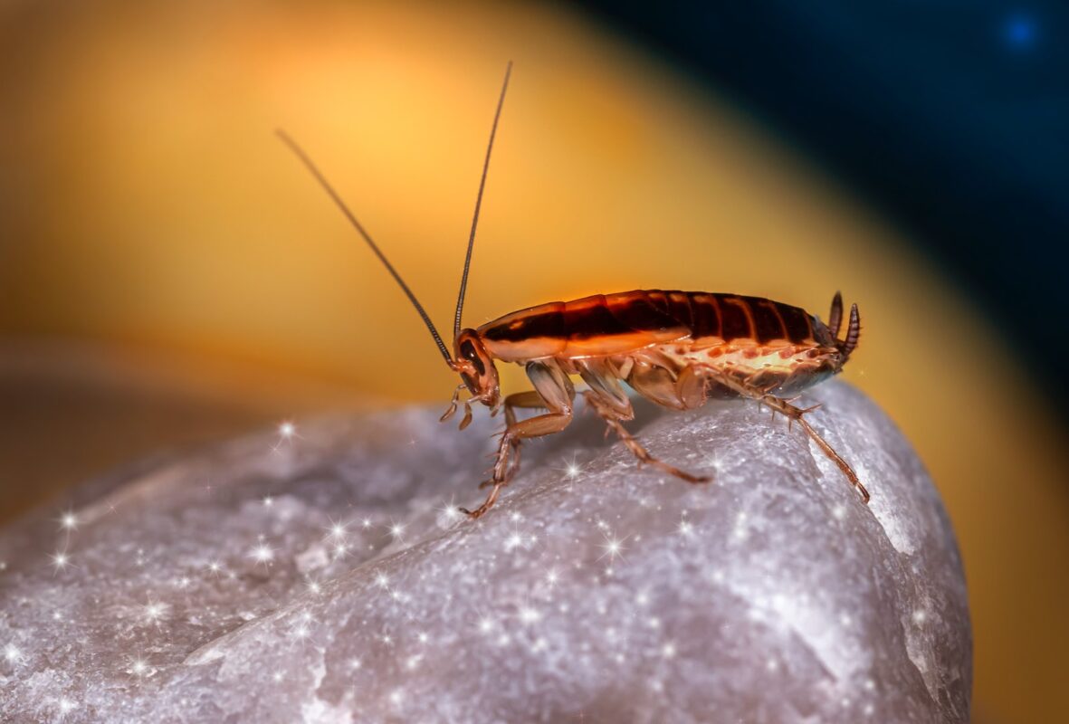 CUCARACHA ALEMANA » Alimentación, reproducción y hábitat