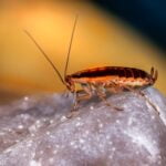 CUCARACHA ALEMANA » Alimentación, reproducción y hábitat