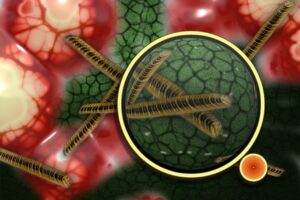 Tipos de Leucocitos.