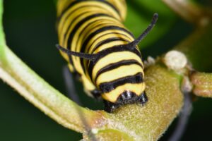 PICADURAS DE INSECTOS MÁS PELIGROSOS