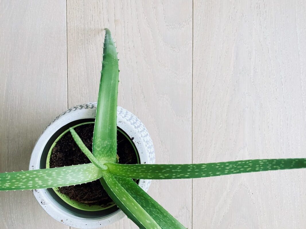 Tratamiento de la Sarna: Guía Para Combatir Esta Enfermedad