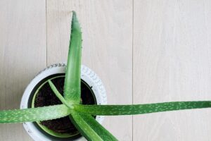 Tratamiento de la Sarna: Guía Para Combatir Esta Enfermedad