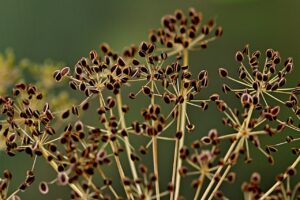 Cultivo del Eneldo. Photo by jggrz. Pixabay.