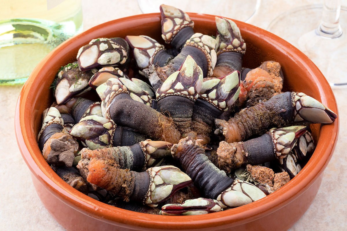 Cocer percebes al horno