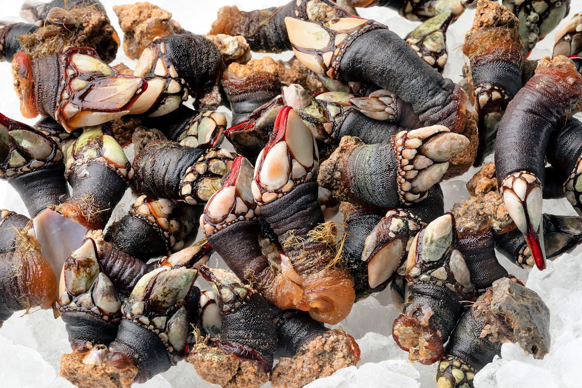 Cocinar percebes