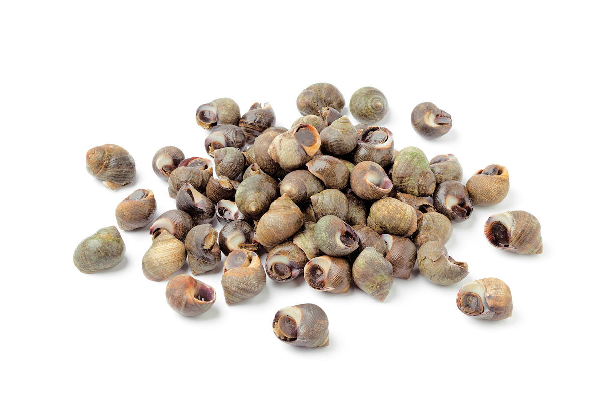 Cómo Cocer Bígaros