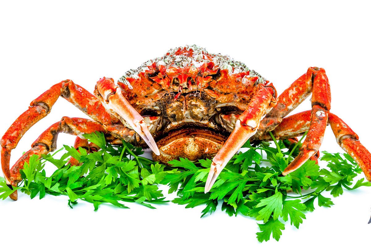 Cómo Cocer Centollo