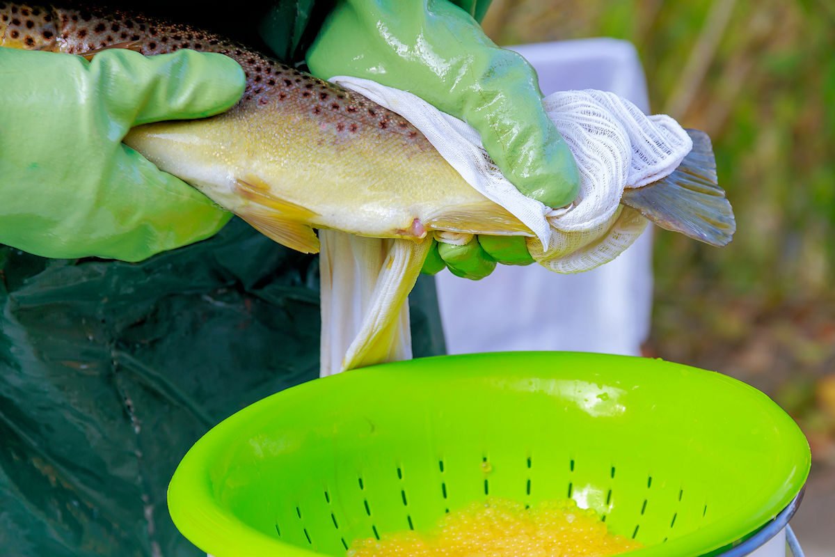 Cómo cocer huevas de pescado