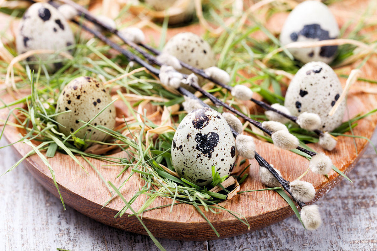 Elegir los huevos de codorniz más frescos