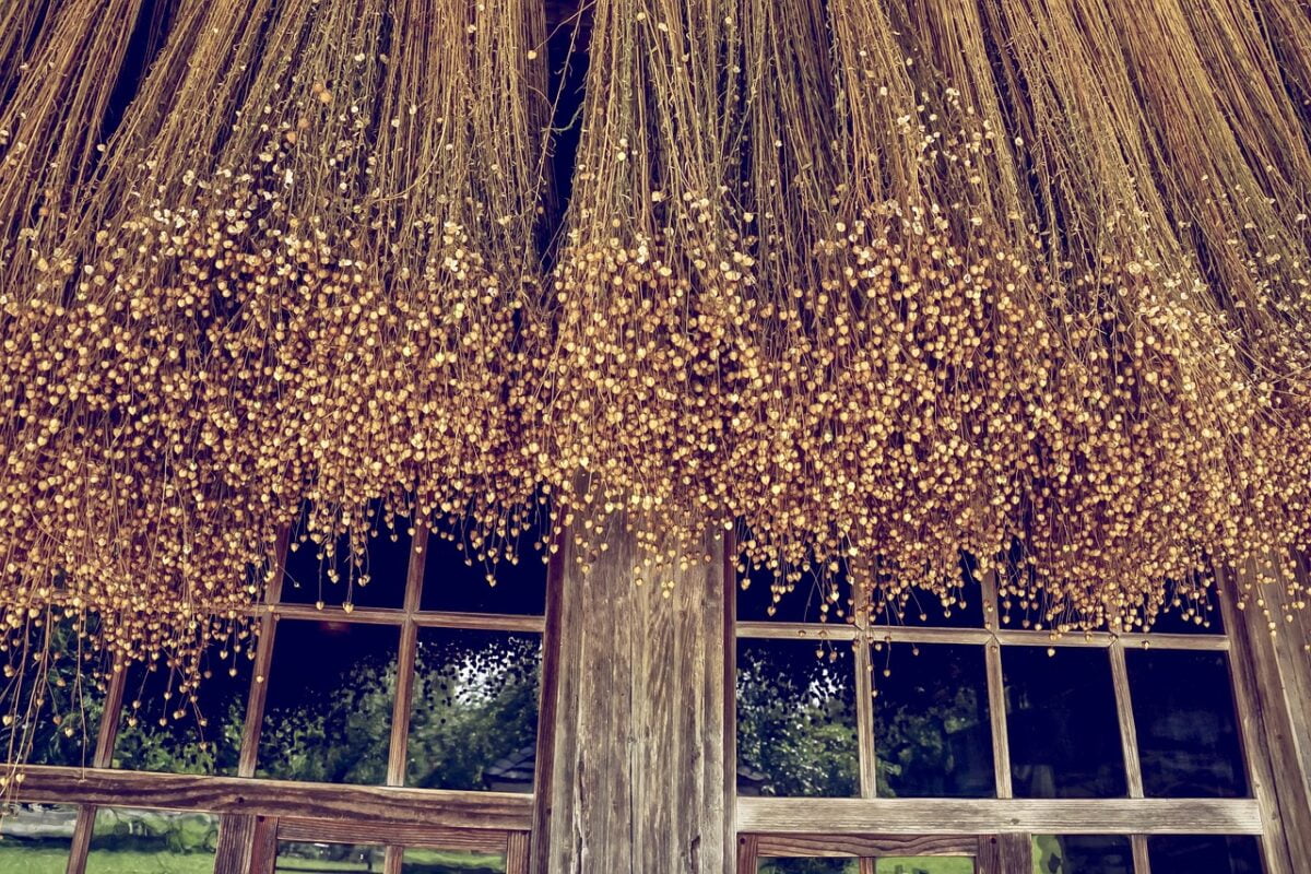 PROPIEDADES DE LA SEMILLA DE LINO