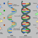 ÁCIDOS NUCLEICOS » Propiedades, Función y Fórmula Ácidos nucleicos