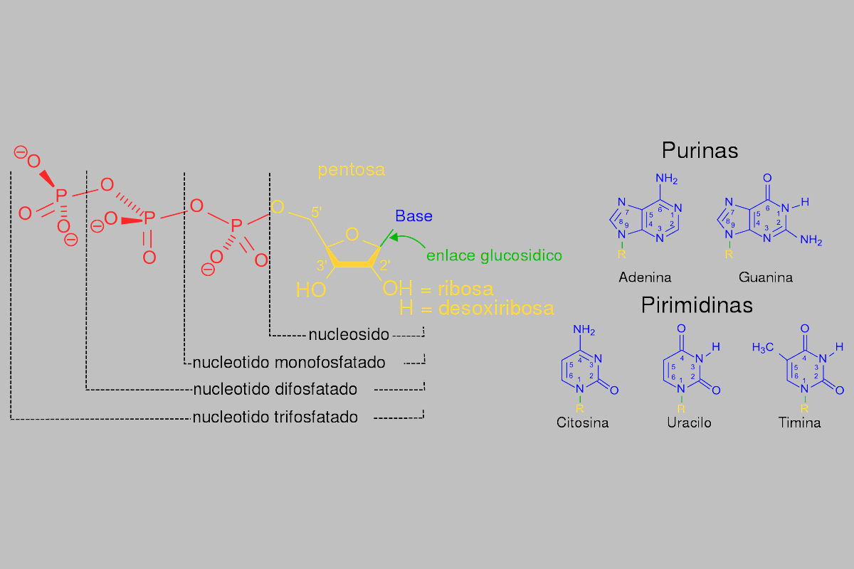 Tipos de ácidos nucleicos