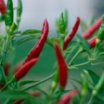 Cultivo de la Pimienta de Cayena. Foto por Steve Johnson. Unsplash.