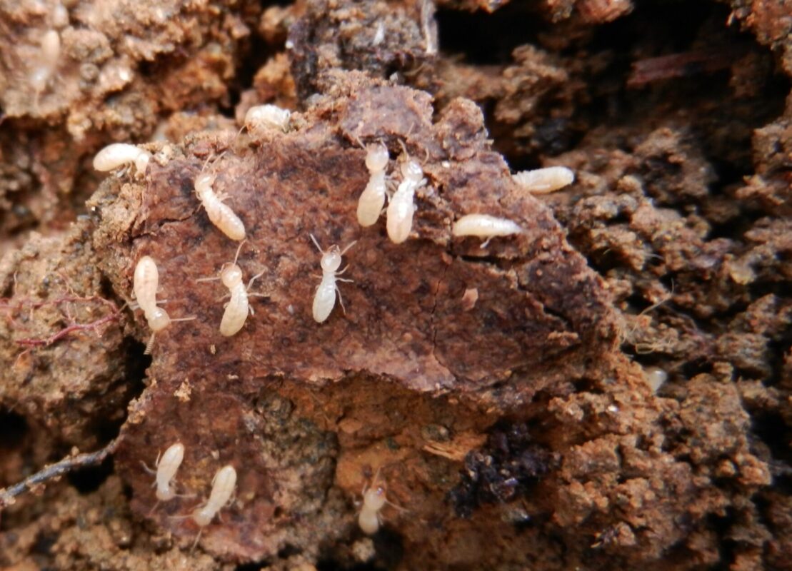 Colonia de Termitas. Foto por Openverse