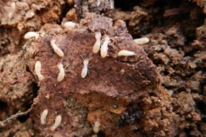 Colonia de Termitas. Foto por Openverse