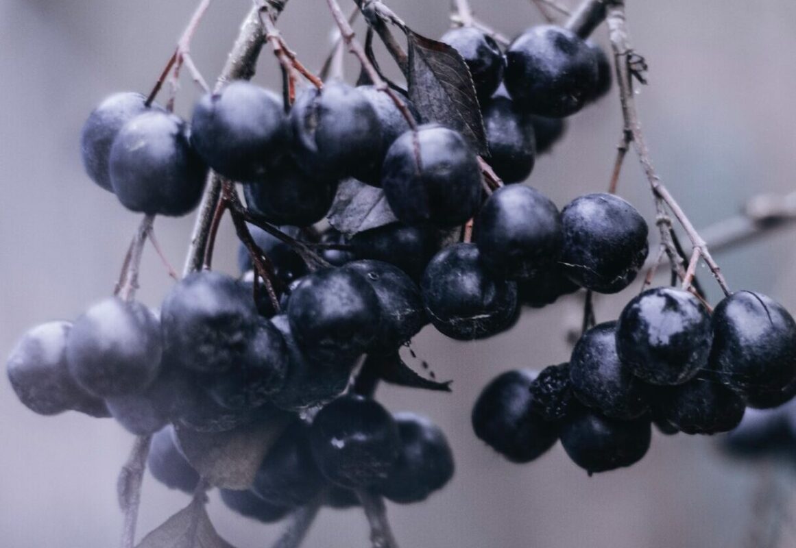 AÇAÍ » Propiedades, Vitaminas, Recetas y Contraindicaciones