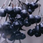 AÇAÍ » Propiedades, Vitaminas, Recetas y Contraindicaciones