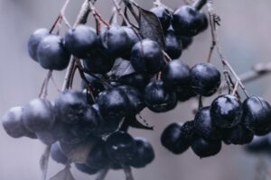 AÇAÍ » Propiedades, Vitaminas, Recetas y Contraindicaciones