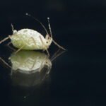 PIOJOS » Tipos, Formas de Eliminarlos, Remedios y Peligros Piojos