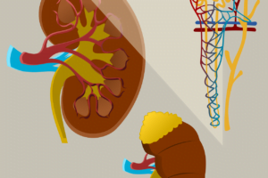 Tratamiento de la colangitis