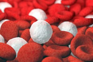 Basófilos. Foto por Envato.