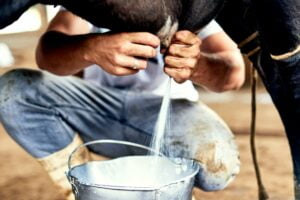 Brucelosis. Foto por Envato.