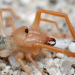 ARAÑAS » Tipos, Características, Peligros y Remedios Araña Camello. Foto por Openverse.