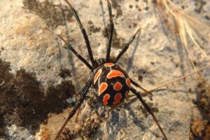 Viuda Negra. Foto por WikiImages. Pixabay.