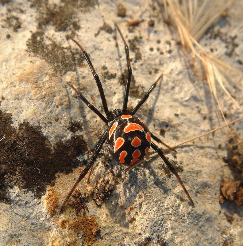 Viuda Negra. Foto por WikiImages. Pixabay.