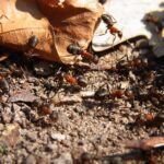 ¿Dónde Encontramos Ácido Fórmico? » Compuesto Natural