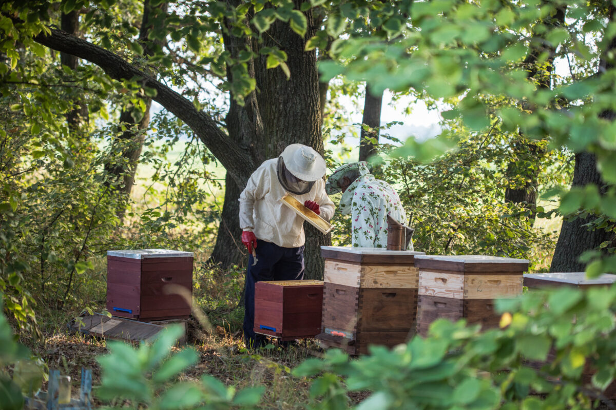 Preparación Casera del Ácido Fórmico » Aplicaciones. Foto por Envato.